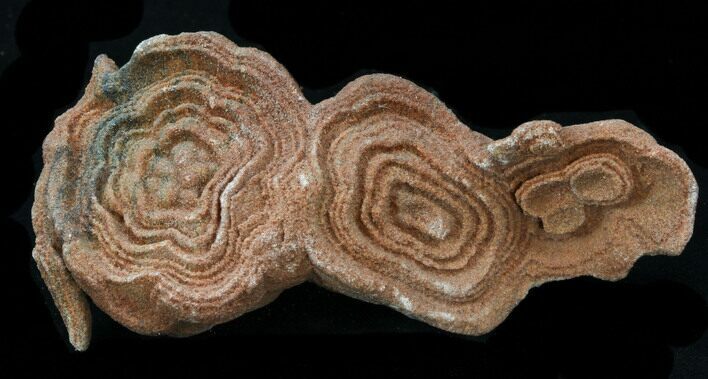 Flower-Like Sandstone Concretion - Pseudo Stromatolite #34203